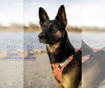 Small #6 German Shepherd Dog Mix