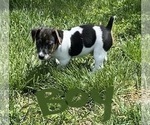Small Photo #6 Jack Russell Terrier Puppy For Sale in FREEMAN, MO, USA