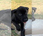 Small Labrador Retriever Mix
