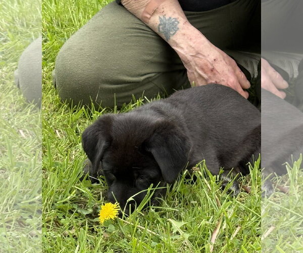 Medium Photo #3 Labrador Retriever-Unknown Mix Puppy For Sale in Stevens Point, WI, USA