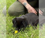 Small #2 Labrador Retriever Mix