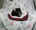 Small #3 Pomeranian