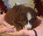 Puppy 2 Australian Shepherd