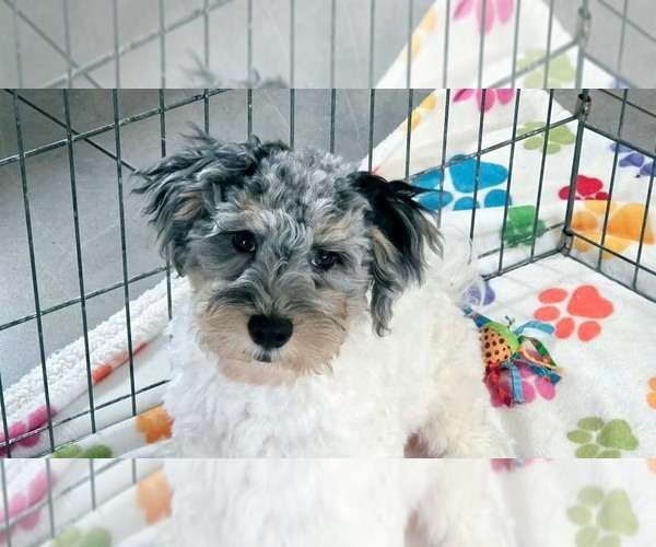 Medium Photo #10 Havapoo Puppy For Sale in ORO VALLEY, AZ, USA