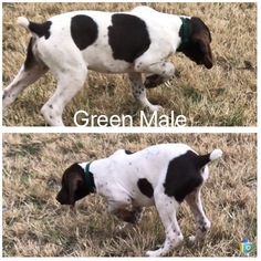 German Shorthaired Pointer Puppy for sale in BANGS, TX, USA
