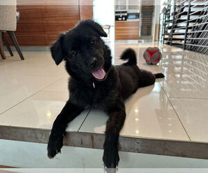 Mutt Dogs for adoption in Philadelphia, PA, USA
