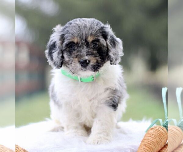 Medium Photo #1 Cockapoo Puppy For Sale in GORDONVILLE, PA, USA