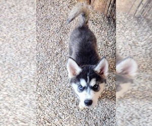 Siberian Husky Puppy for Sale in TUCSON, Arizona USA