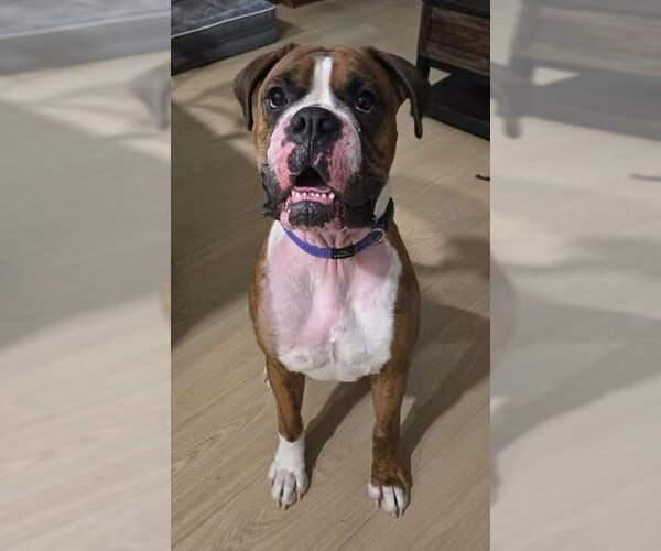 Medium Photo #5 Boxer Puppy For Sale in Brights Grove, Ontario, Canada