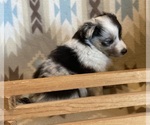 Small #9 Shetland Sheepdog