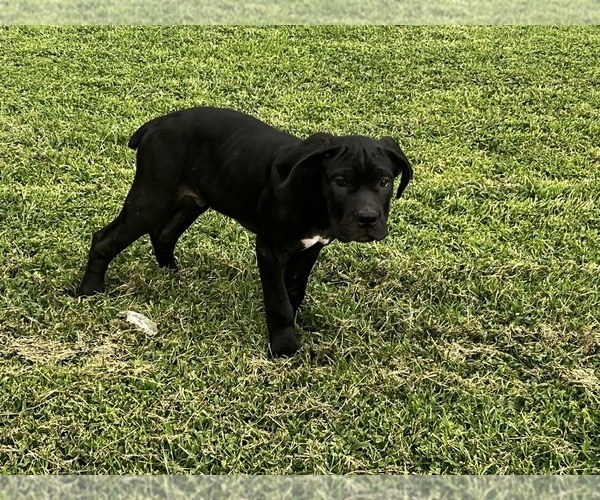 Medium Photo #1 Cane Corso Puppy For Sale in FREDERICKSBURG, VA, USA