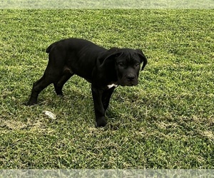 Medium Cane Corso