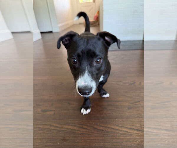 Medium Photo #3 American Staffordshire Terrier-Dachshund Mix Puppy For Sale in Lake Elsinore, CA, USA