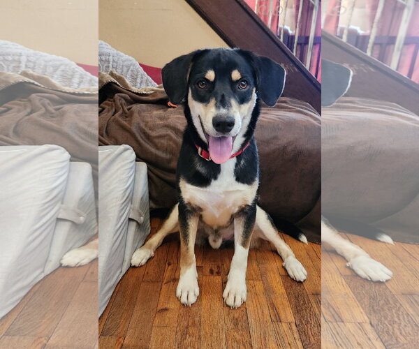 Medium Photo #2 Mutt Puppy For Sale in Doylestown, PA, USA