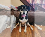 Small #1 Mutt