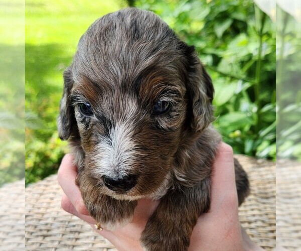 Medium Photo #5 F2 Aussiedoodle Puppy For Sale in COLUMBIA, TN, USA