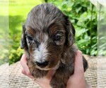 Small #4 F2 Aussiedoodle