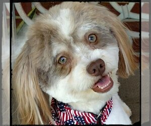 Mother of the Havanese puppies born on 06/16/2019