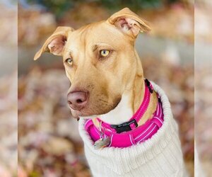 American Pit Bull Terrier-Unknown Mix Dogs for adoption in Fairfax, VA, USA