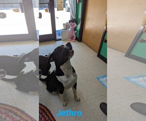 American Staffordshire Terrier-Unknown Mix Dogs for adoption in Franklin, North Carolina, NC, USA