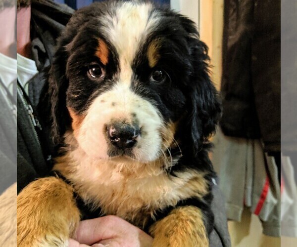 Medium Photo #14 Bernese Mountain Dog Puppy For Sale in BONNERS FERRY, ID, USA