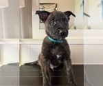 Puppy 7 Belgian Malinois-Dutch Shepherd Dog Mix