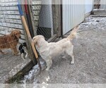 Small Photo #5 English Cream Golden Retriever Puppy For Sale in WOOSTER, OH, USA