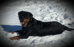 Small Photo #1 Rottweiler Puppy For Sale in ZEBULON, NC, USA