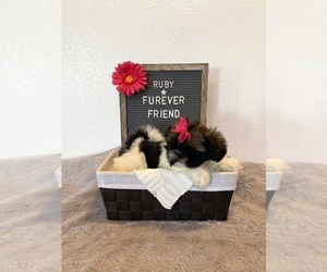 Shih Tzu Puppy for sale in BLOOMFIELD, IN, USA