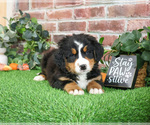 Small #2 Bernese Mountain Dog