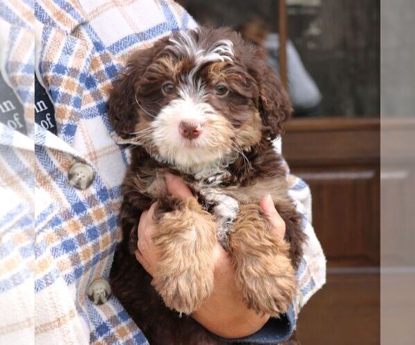 Medium Photo #3 Bernedoodle (Miniature) Puppy For Sale in NARVON, PA, USA