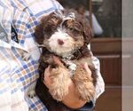 Small #2 Bernedoodle (Miniature)