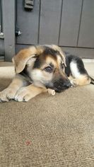 German Shepherd Dog Puppy for sale in MENTOR, OH, USA