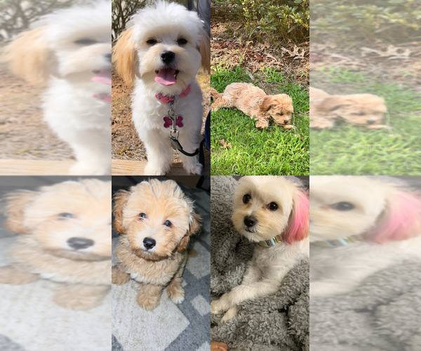 Medium Photo #1 Morkie-Poochon Mix Puppy For Sale in STONE MOUNTAIN, GA, USA