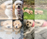 Small Photo #1 Morkie-Poochon Mix Puppy For Sale in STONE MOUNTAIN, GA, USA