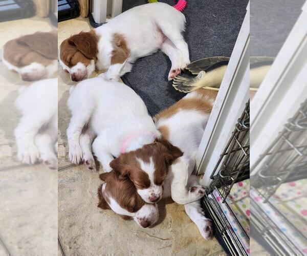 Medium Photo #9 Brittany Puppy For Sale in MONTROSE, CO, USA