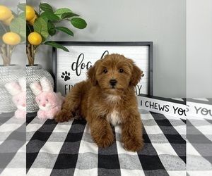Goldendoodle (Miniature) Puppy for sale in FRANKLIN, IN, USA