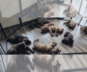 Cane Corso Puppy for Sale in PORTLAND, Oregon USA