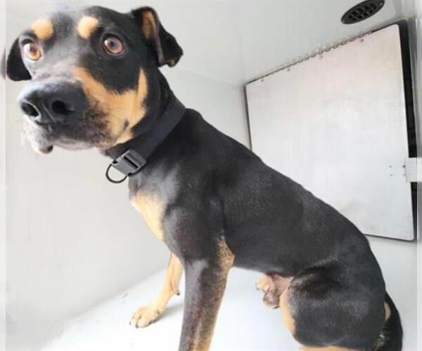 Medium Photo #1 Doberman Pinscher-Staffordshire Bull Terrier Mix Puppy For Sale in Houston, TX, USA