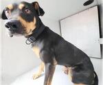Small Doberman Pinscher-Staffordshire Bull Terrier Mix