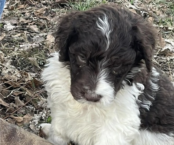 Medium Photo #3 Goldendoodle Puppy For Sale in ELLISGROVE, IL, USA