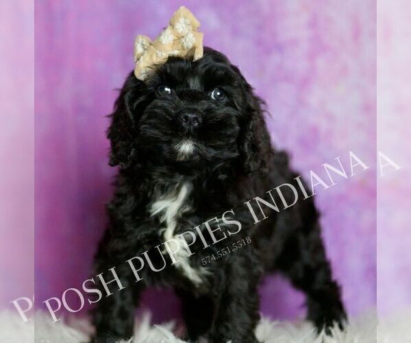 Medium Photo #4 Cavapoo (Miniature) Puppy For Sale in WARSAW, IN, USA
