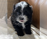 Small Photo #5 ShihPoo Puppy For Sale in KETTLE FALLS, WA, USA