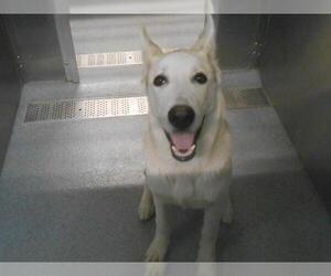 German Shepherd Dog-Siberian Husky Mix Dogs for adoption in Orange, CA, USA