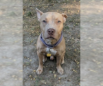 Small #7 American Staffordshire Terrier-Labrador Retriever Mix
