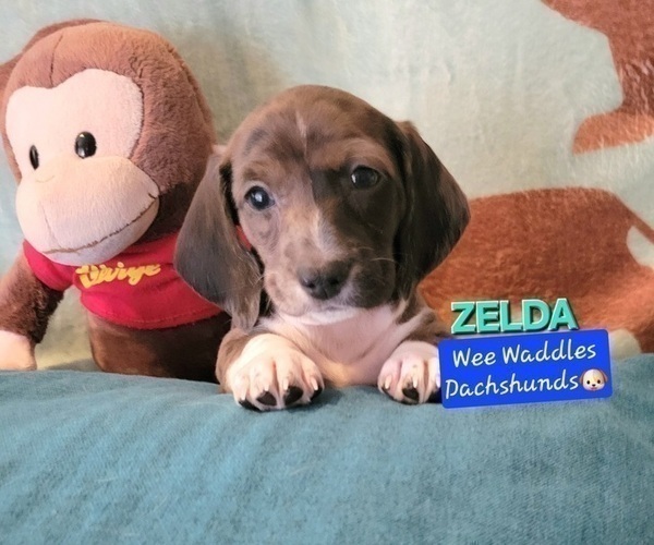 Medium Photo #2 Dachshund Puppy For Sale in WALLACE, CA, USA