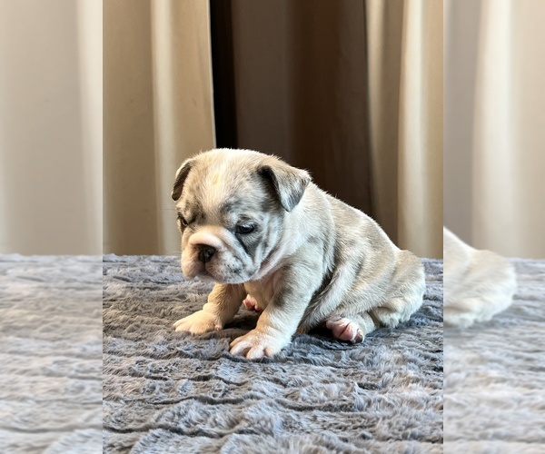 Medium Photo #4 English Bulldog Puppy For Sale in LANCASTER, CA, USA