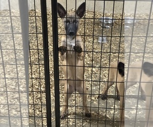 Belgian Malinois Puppy for sale in KOKOMO, IN, USA