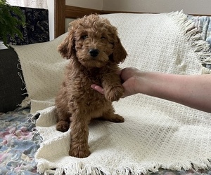 Cavapoo Puppy for sale in THORP, WI, USA