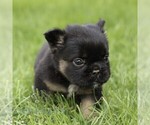 Small #5 French Bulldog